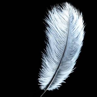 White feathers wallpaper