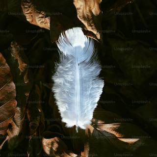 White feathers wallpaper