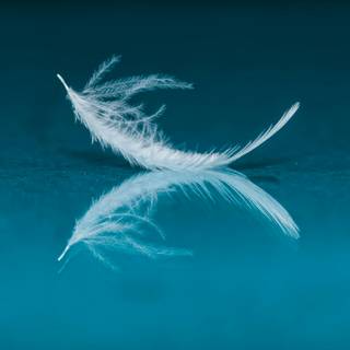 White feathers wallpaper