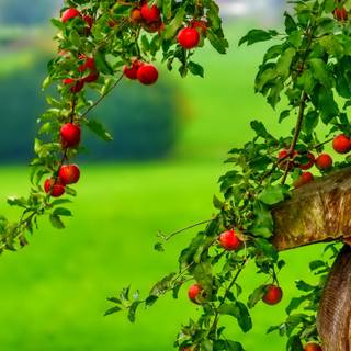 Apple food wallpaper