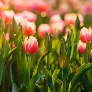 4k spring laptop wallpaper