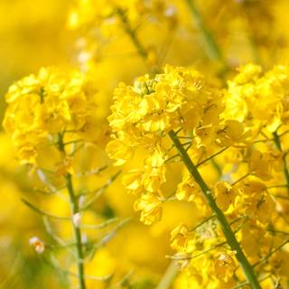 4k spring laptop wallpaper