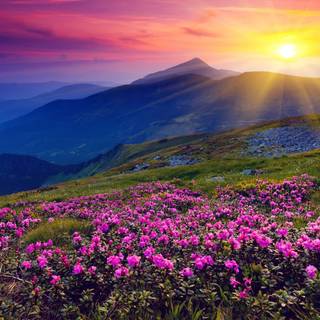 Spring sunset HD wallpaper