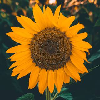 Fall sunflowers wallpaper