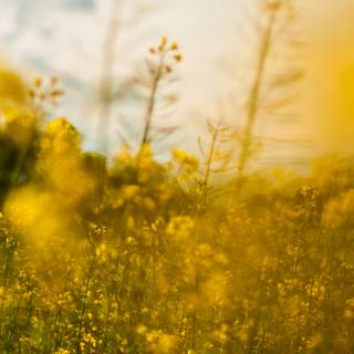 4k spring laptop wallpaper