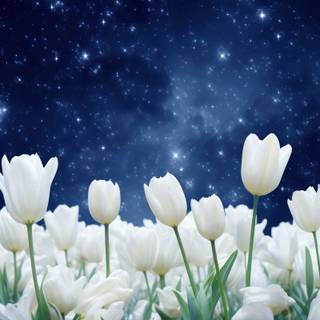 Blue and white iPhone wallpaper