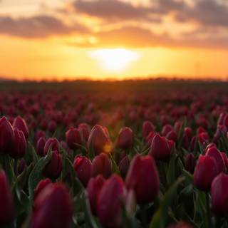 Spring sunset 4k wallpaper