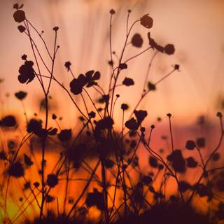 Spring sunset 4k wallpaper