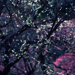 Spring nights 4k wallpaper