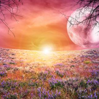 Spring sunset 4k wallpaper