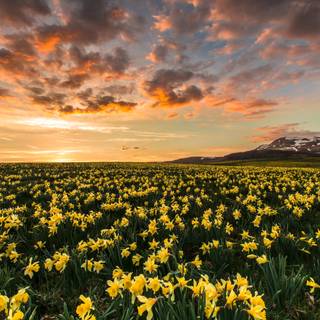 Spring sunset 4k wallpaper