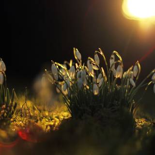 Spring nights 4k wallpaper