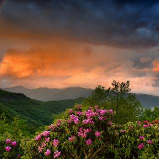 Spring sunset 4k wallpaper