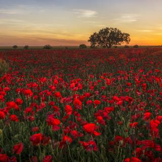 Spring sunset 4k wallpaper