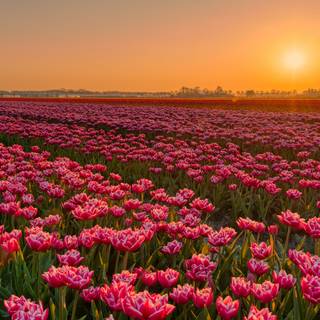 Spring sunset 4k wallpaper