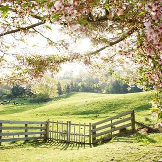 Spring farm phone wallpaper