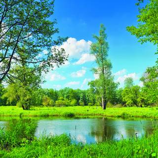 Sunny spring lake wallpaper