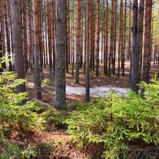 Sunny spring lake wallpaper