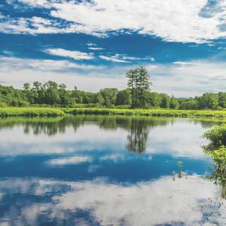 Sunny spring lake wallpaper