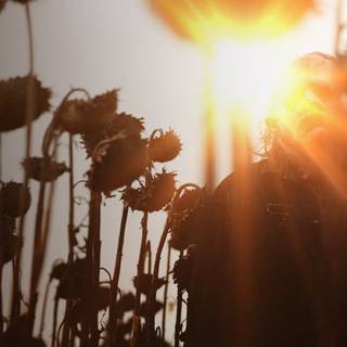 The Texas Chainsaw Massacre desktop wallpaper