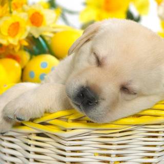 Spring baskets wallpaper