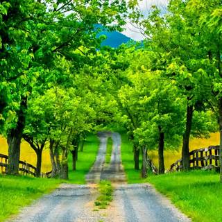 Street spring wallpaper