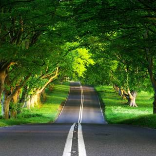 Street spring wallpaper