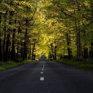 Street spring wallpaper