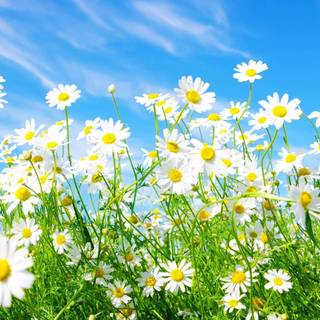 Spring daisies wallpaper