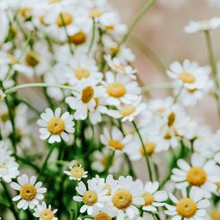 Spring daisies wallpaper