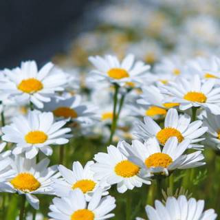Spring daisies wallpaper