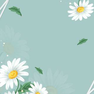 Spring daisies wallpaper