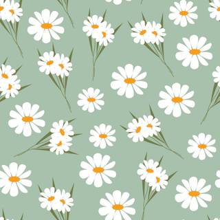 Spring daisies wallpaper