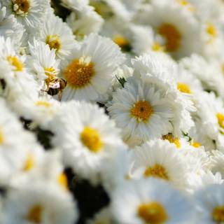 Spring daisies wallpaper