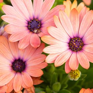 Spring daisies wallpaper