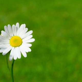 Spring daisies wallpaper