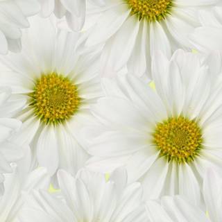 Spring daisies wallpaper