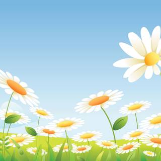 Spring daisies wallpaper