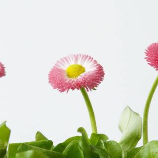 Spring daisies wallpaper