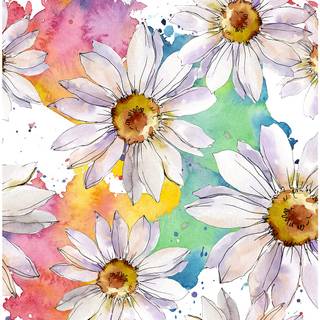 Spring daisies wallpaper