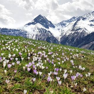 Spring time panorama wallpaper