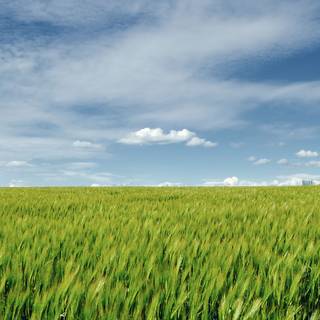 Spring time panorama wallpaper