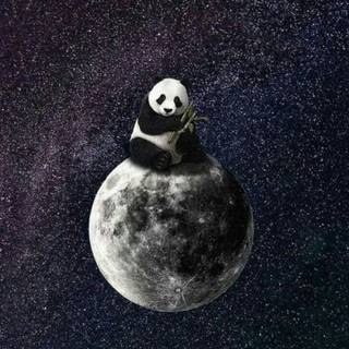 Space panda wallpaper