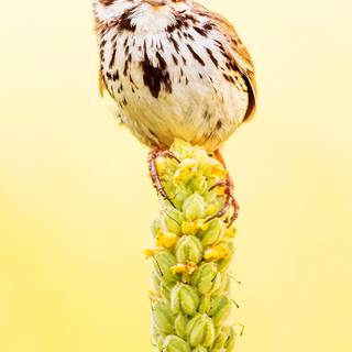 Small bird wallpaper