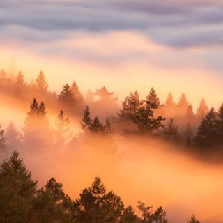 iPhone crazy wallpaper