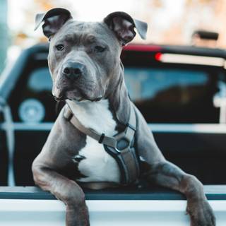 Pitbull phone wallpaper