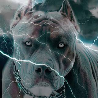 Pitbull phone wallpaper