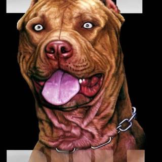 Pitbull phone wallpaper