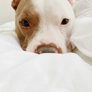 Pitbull phone wallpaper