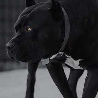 Pitbull phone wallpaper